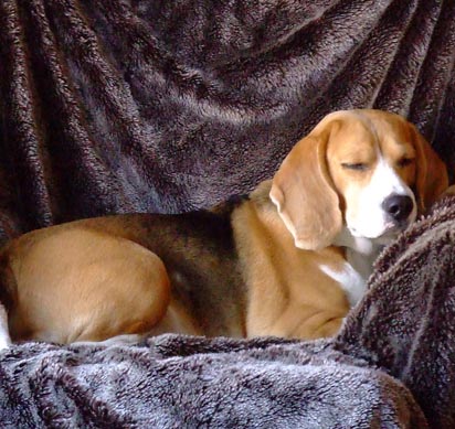 Dog Home Boarding Recommendation Staines Surrey 7